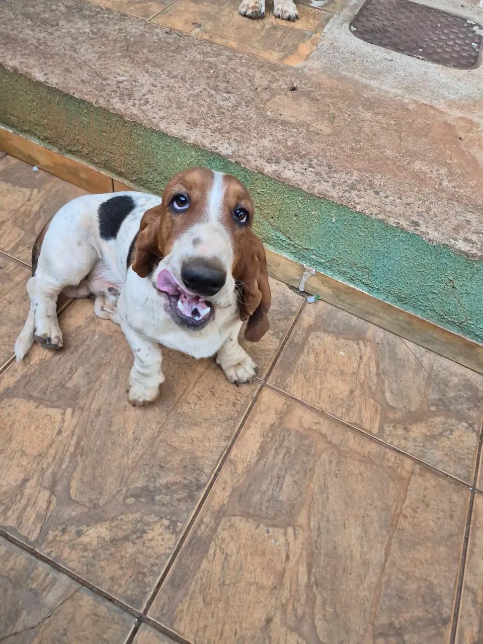 Basset Hound macho com 9 meses - Foto 2