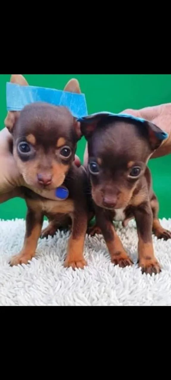 PINSCHER MACHO CHOCOLATE 