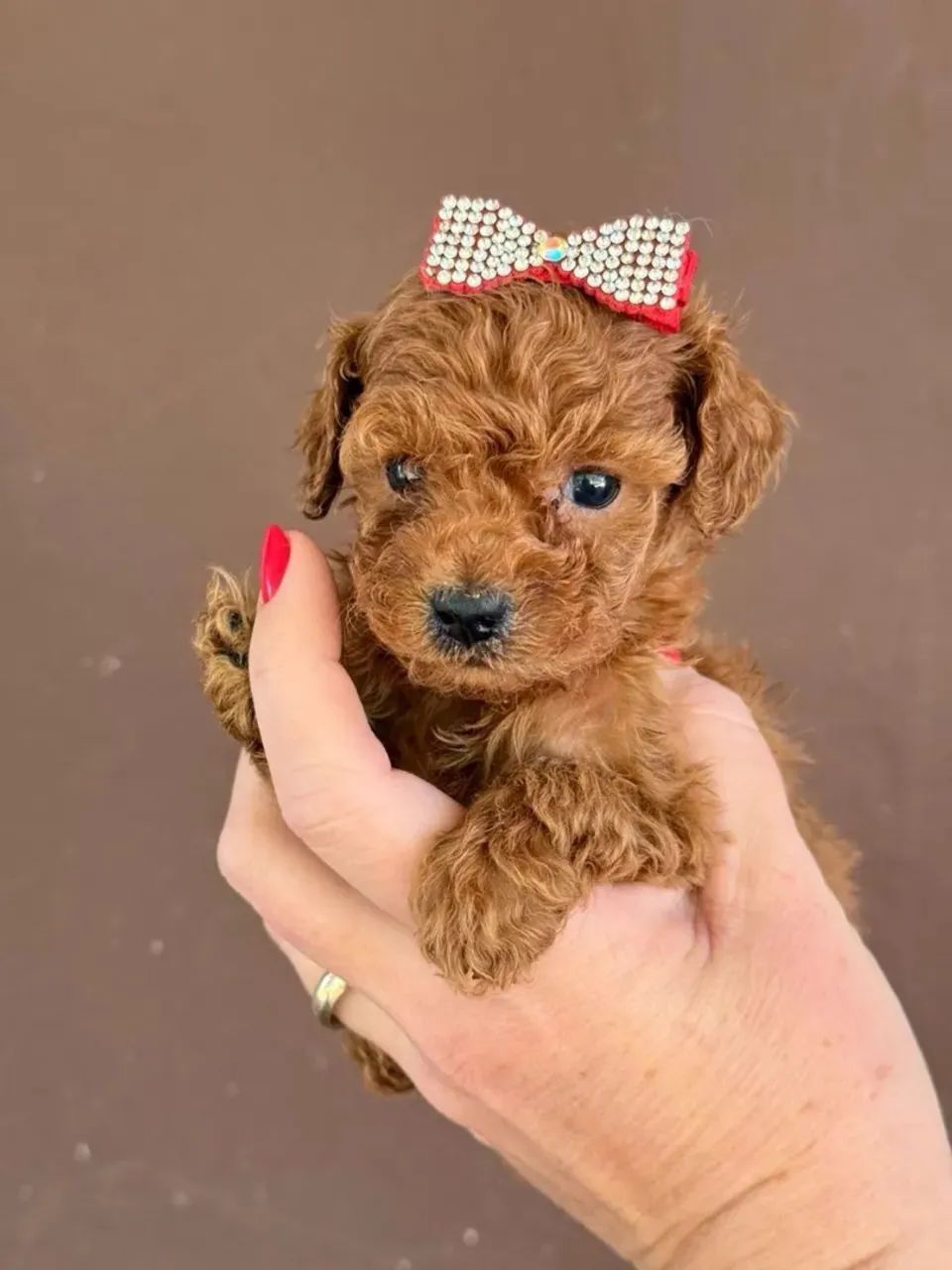 Poodle  - Foto 2