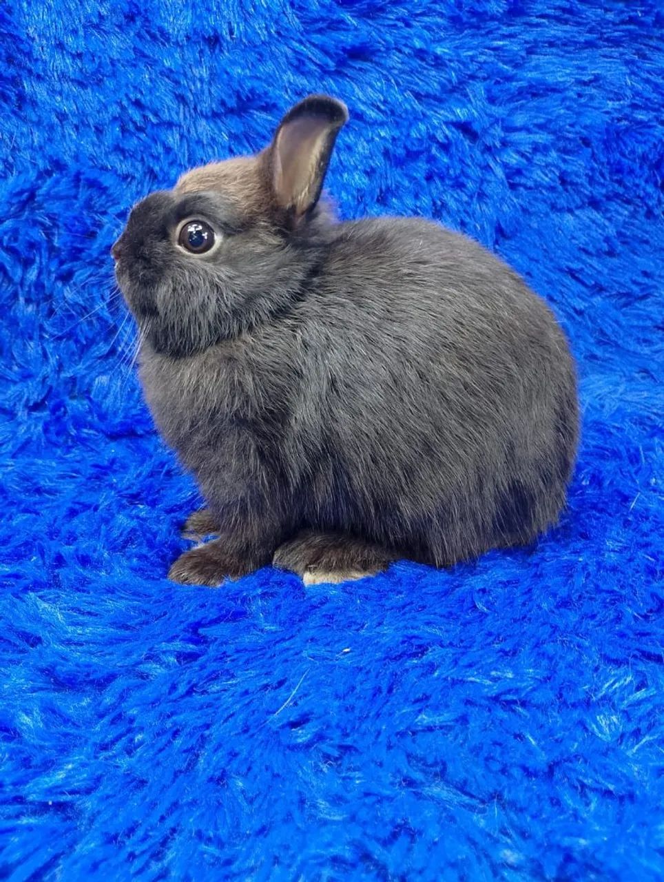 Os menores coelho do mundo,capa de revista  - Foto 3