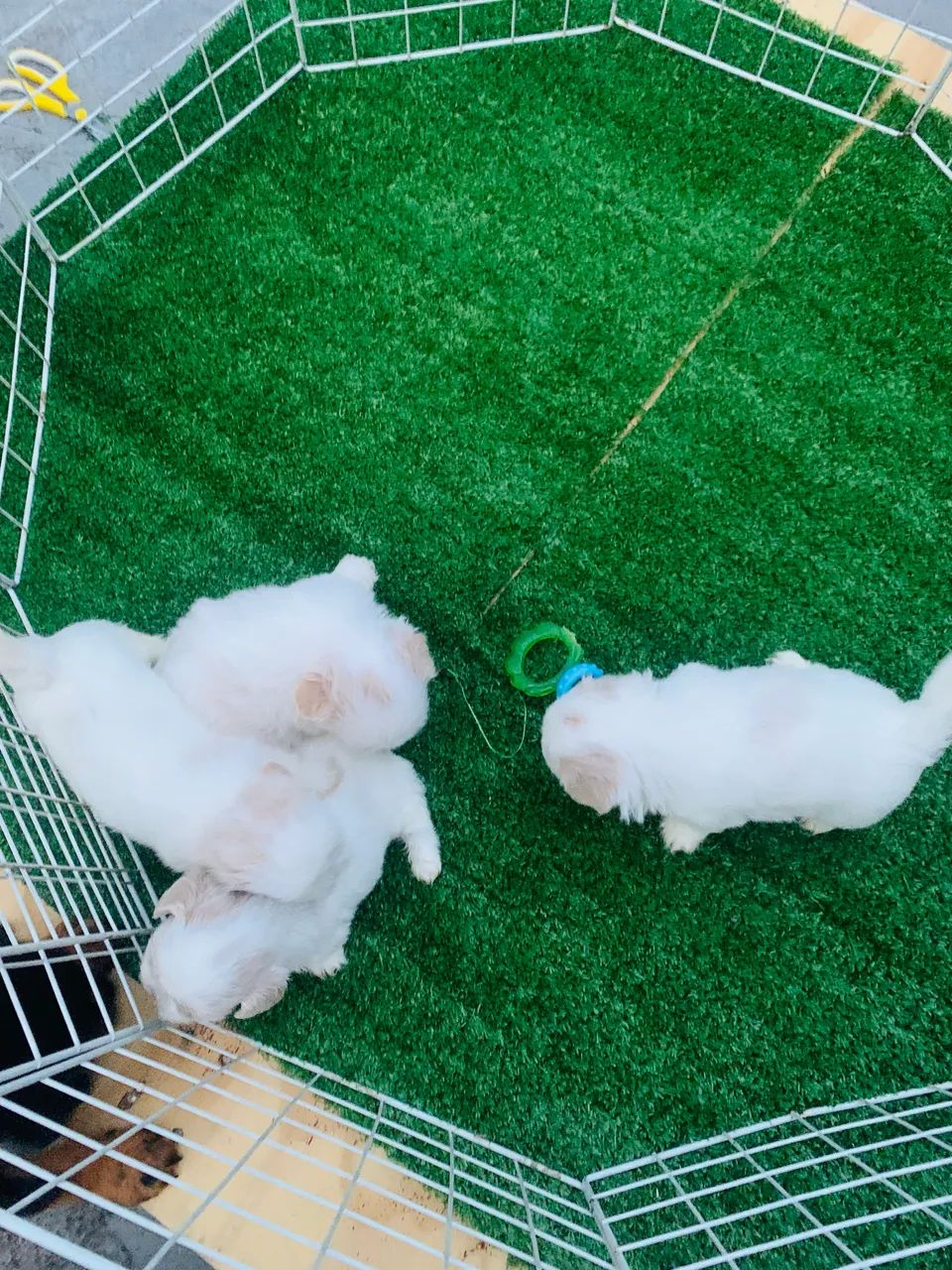Shihtzu  - Foto 2