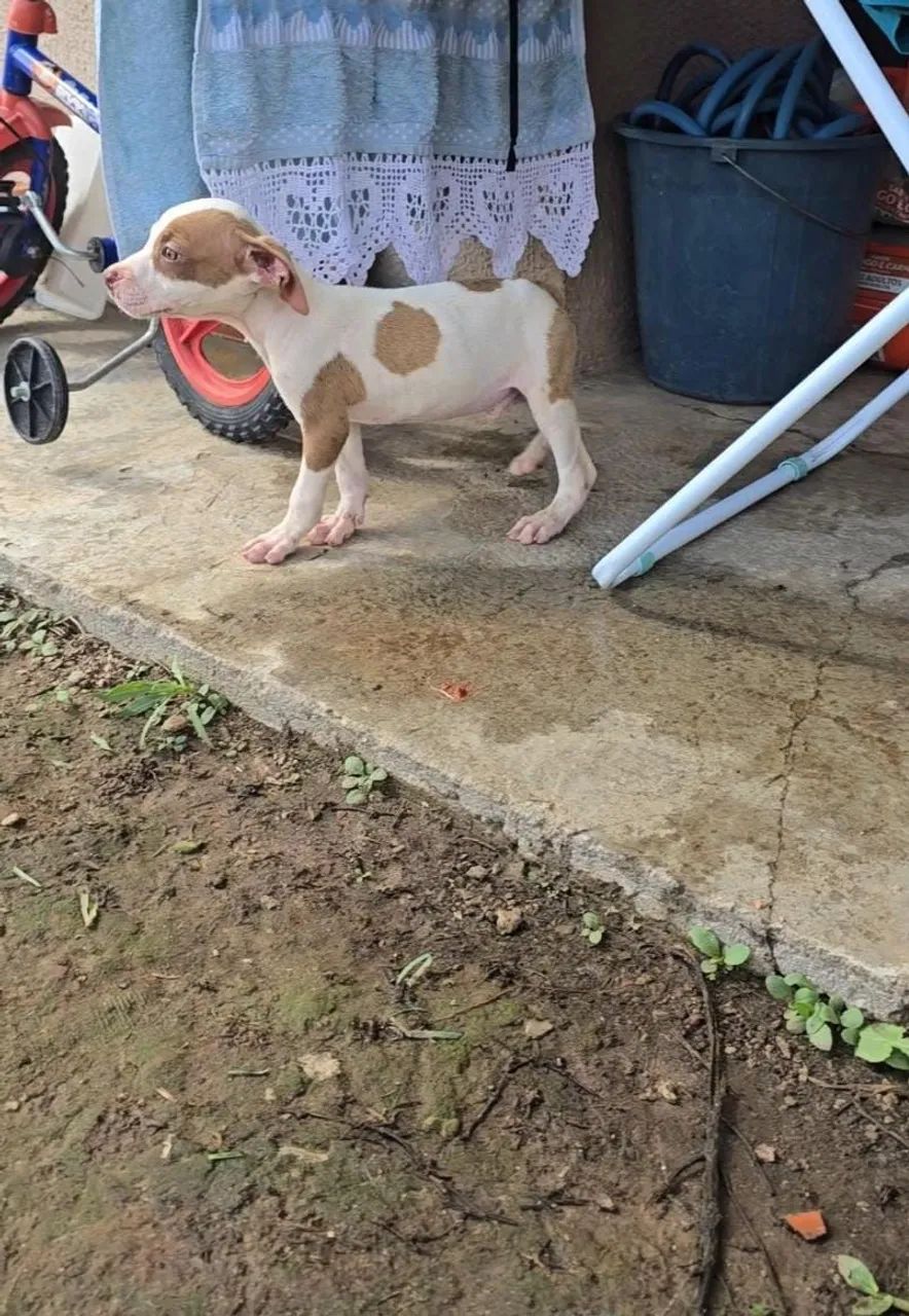 Filhotes de Pitbull - Foto 5