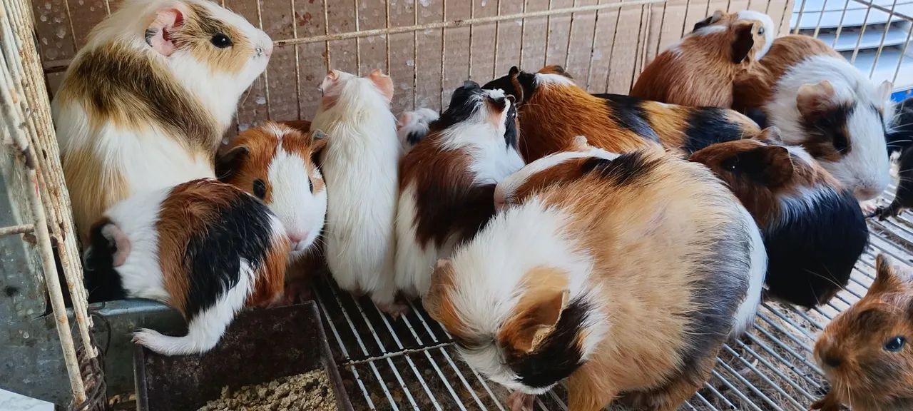 Vendo porquinhos da índia  - Foto 3