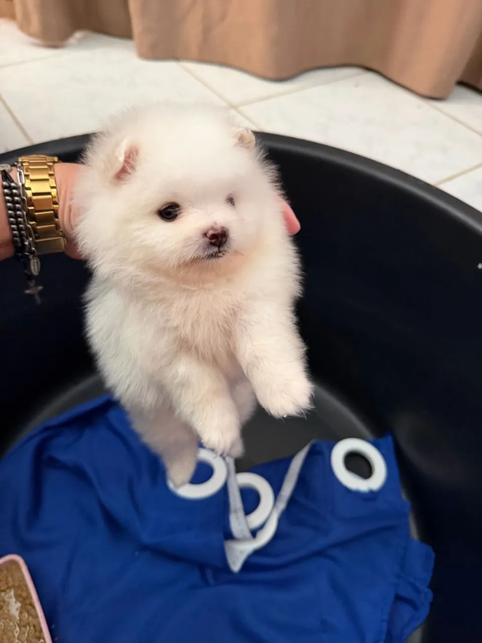 Cachorro - Foto 5