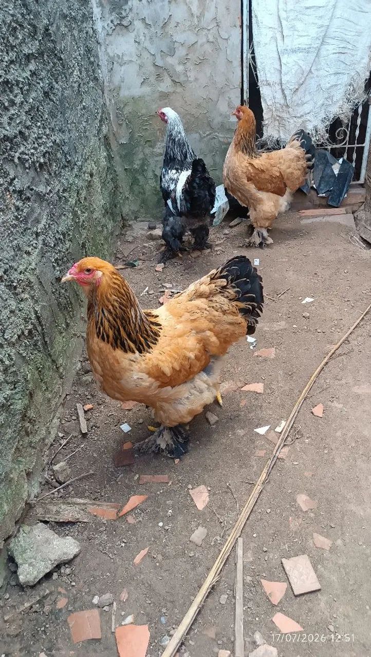Termo brahma femeas buff macho dark - Foto 4