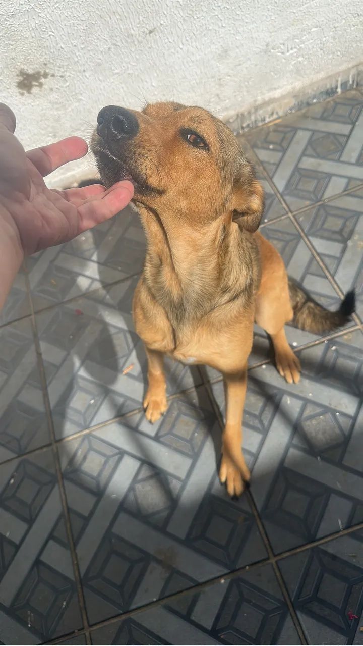 Doação de cachorros  - Foto 3