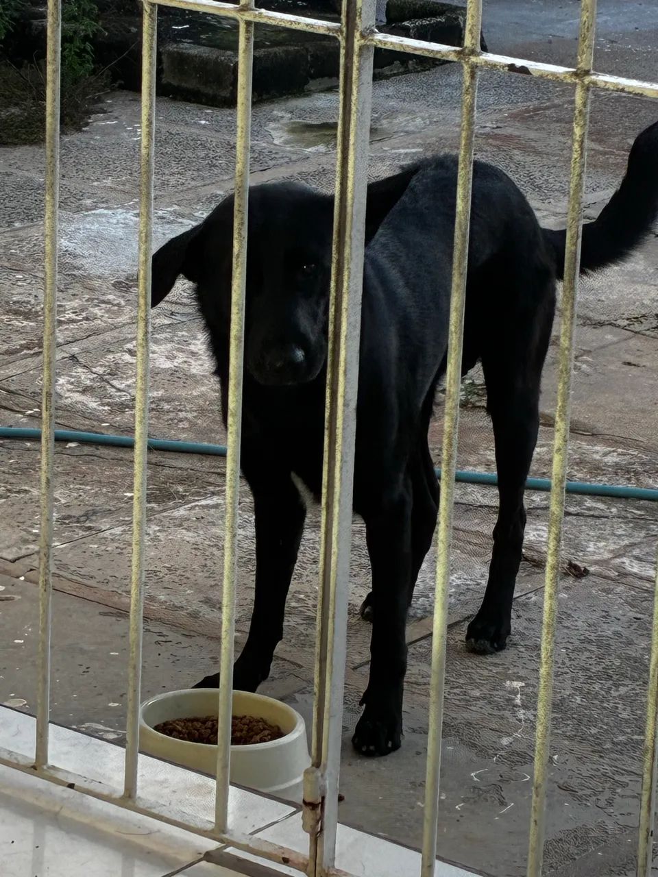 Para adoção  responsável um lar de raça  - Foto 5