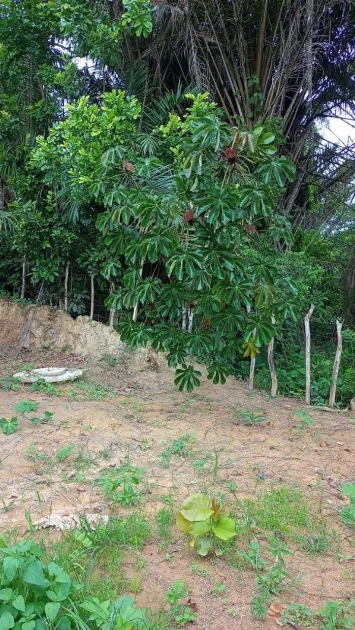 SÍTIO EM PAUDALHO  - Foto 4
