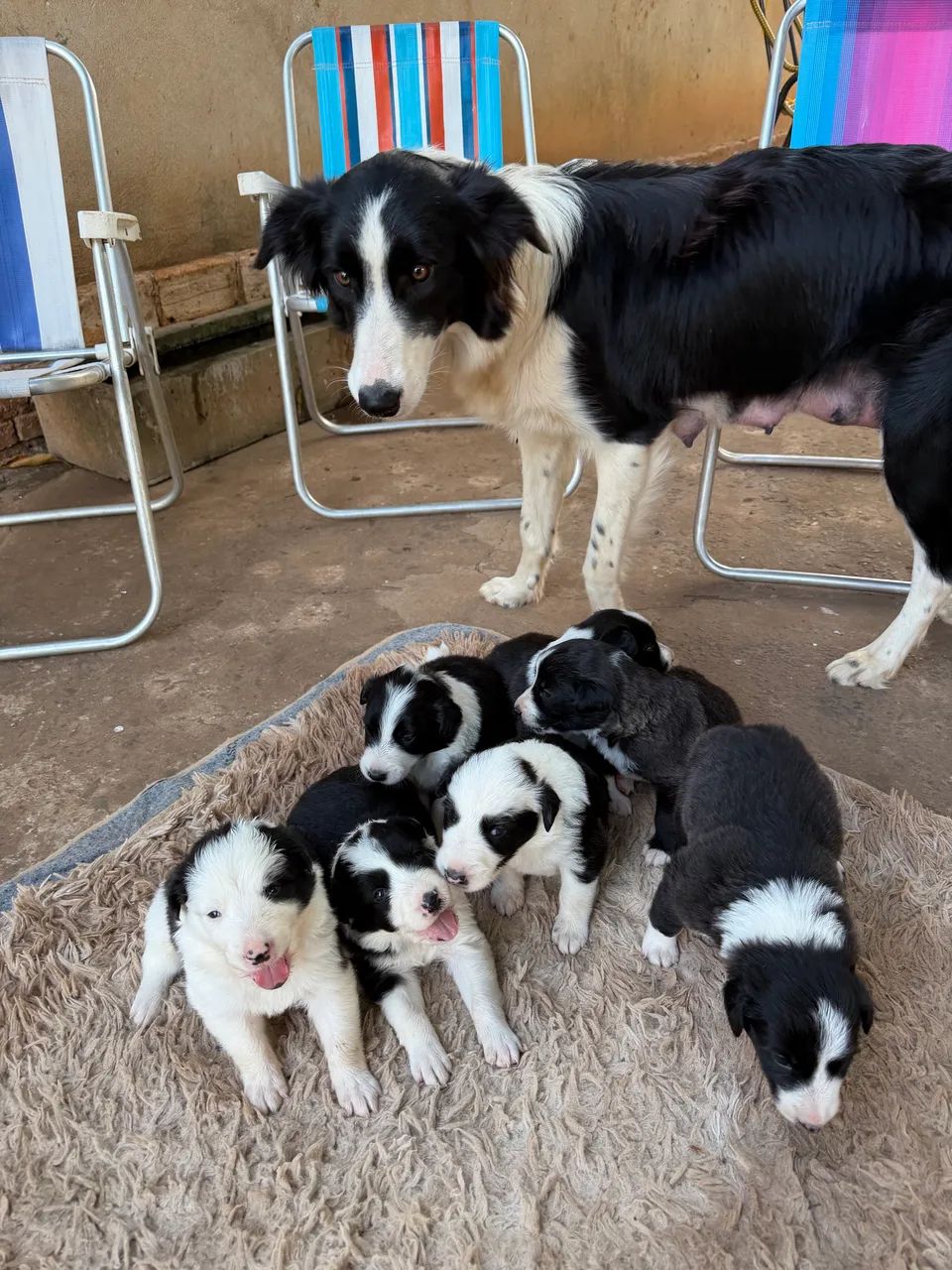 Border Collie - Foto 4