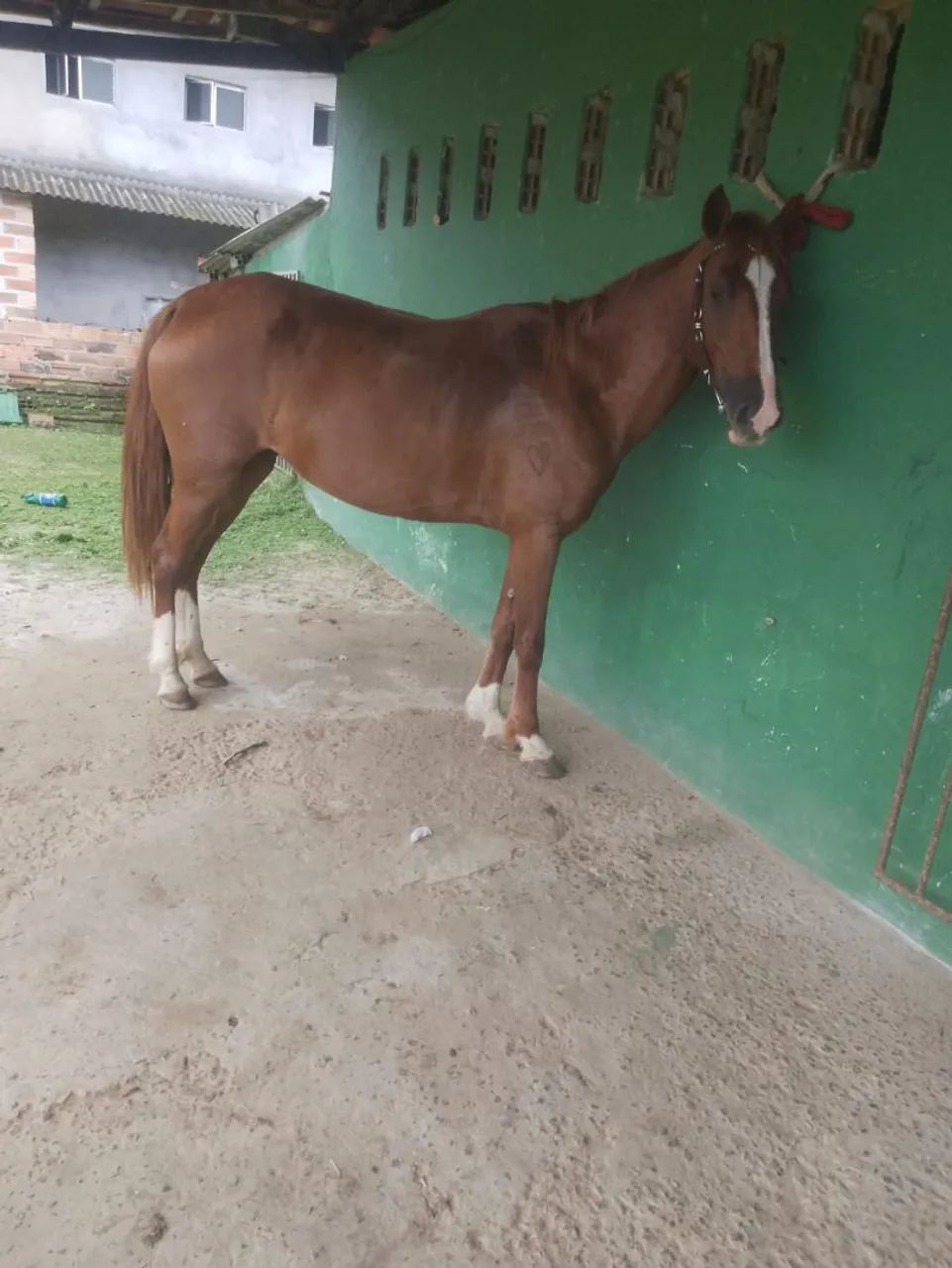 Égua  - Foto 2