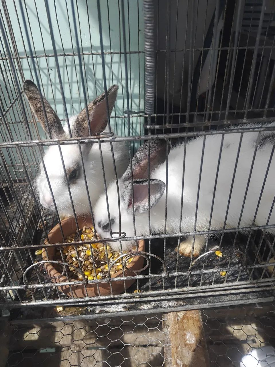 Coelhos - Foto 2