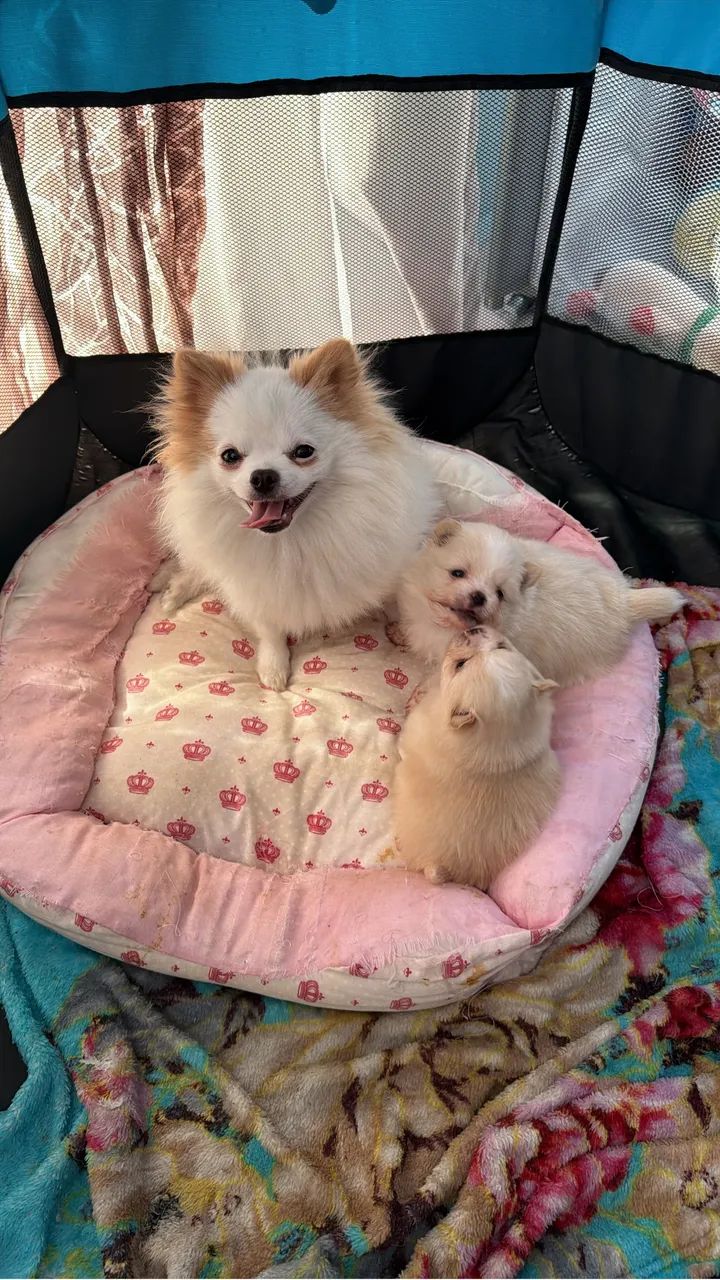 Lulu da pomerania lindas - Foto 2