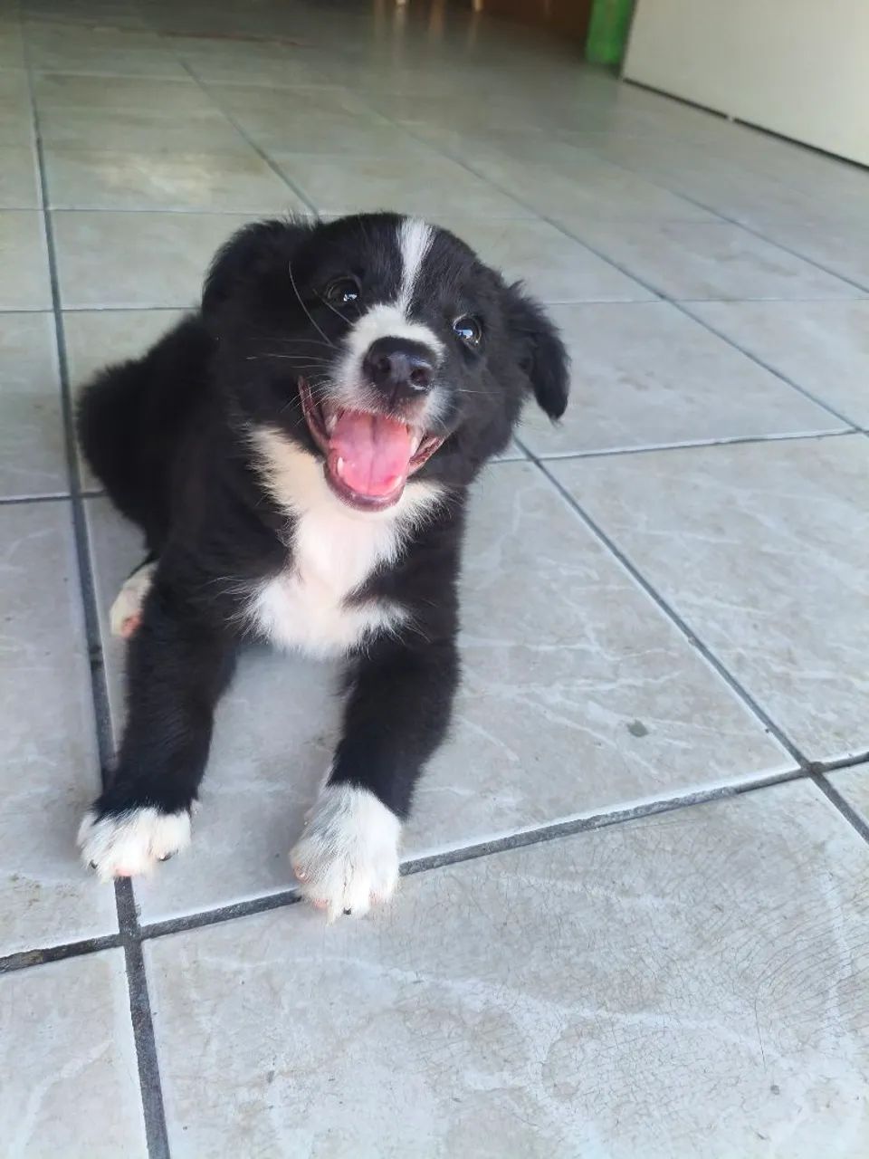 Filhote de border collie  - Foto 4