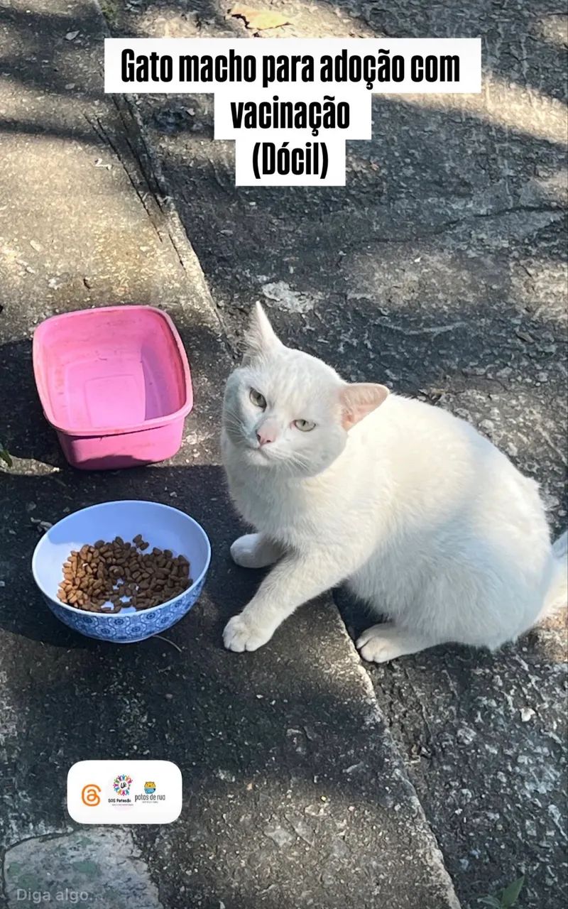Gato dócil 