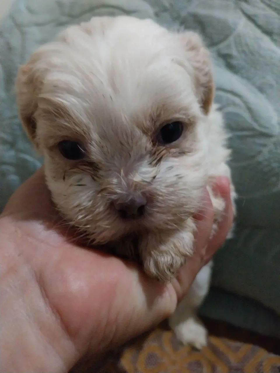 Shih Tzu 