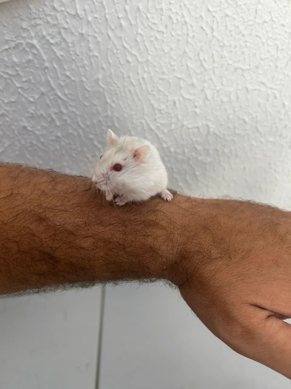 Hamster anão russo  - Foto 2