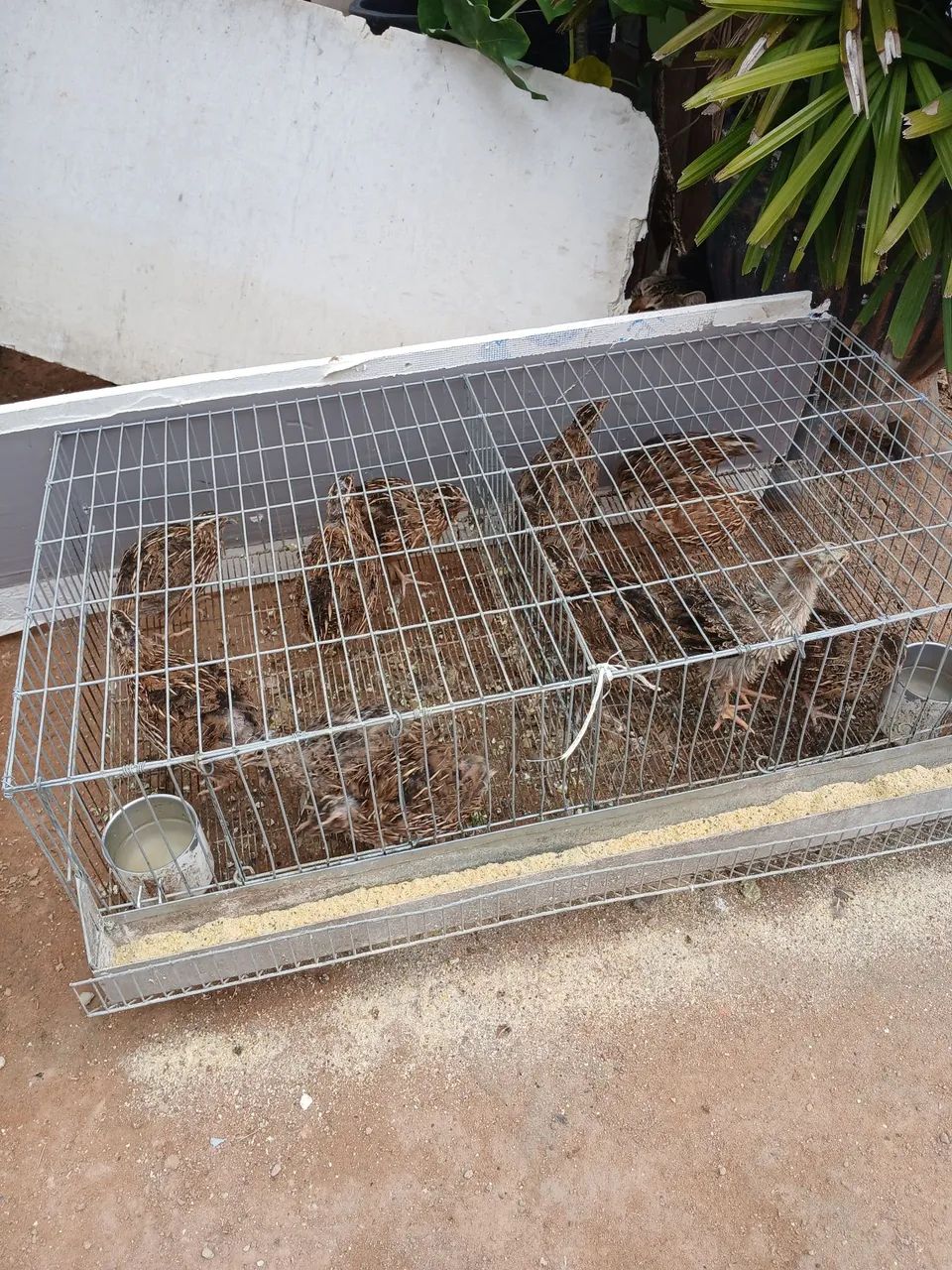 Vende se codorna. Com gaiola e tudo  - Foto 2