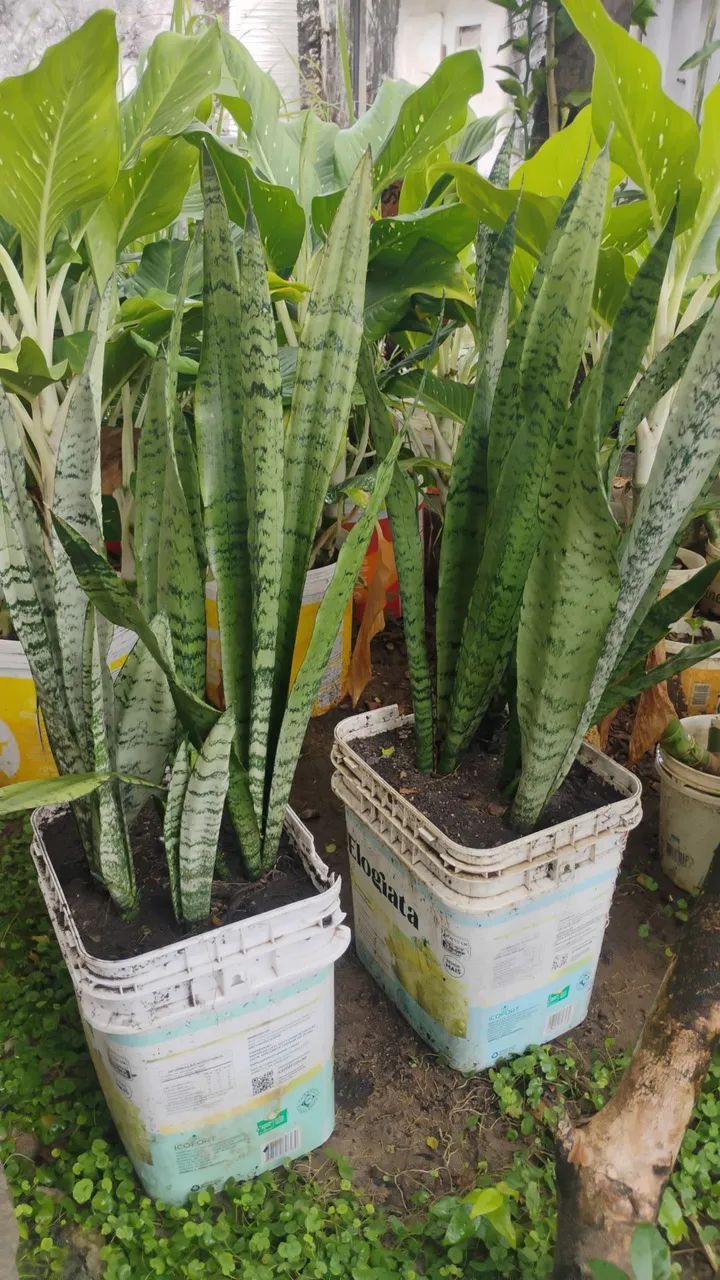 Espada de São Jorge, planta. Valor: 20,00 reais cada.