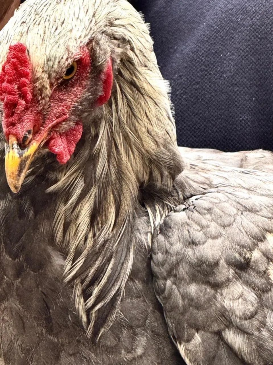 Galos Brahma