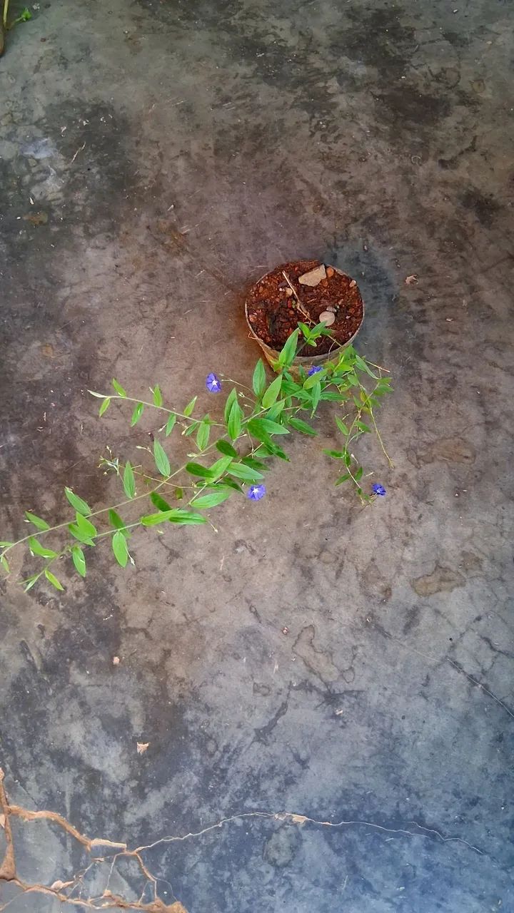 Azulzinha das folhas finas  - Foto 4