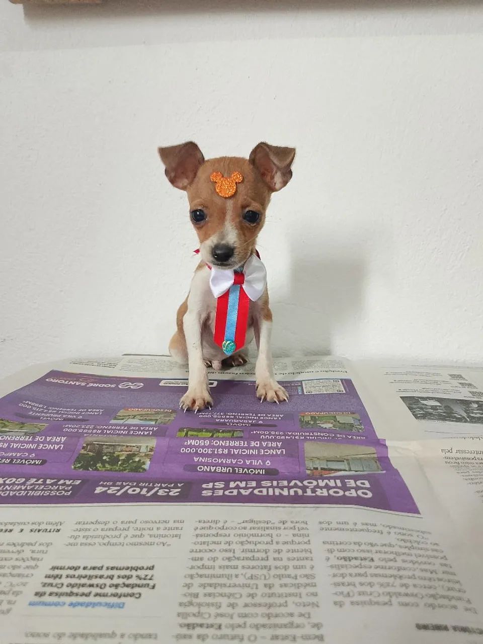 Pinscher zero  - Foto 4