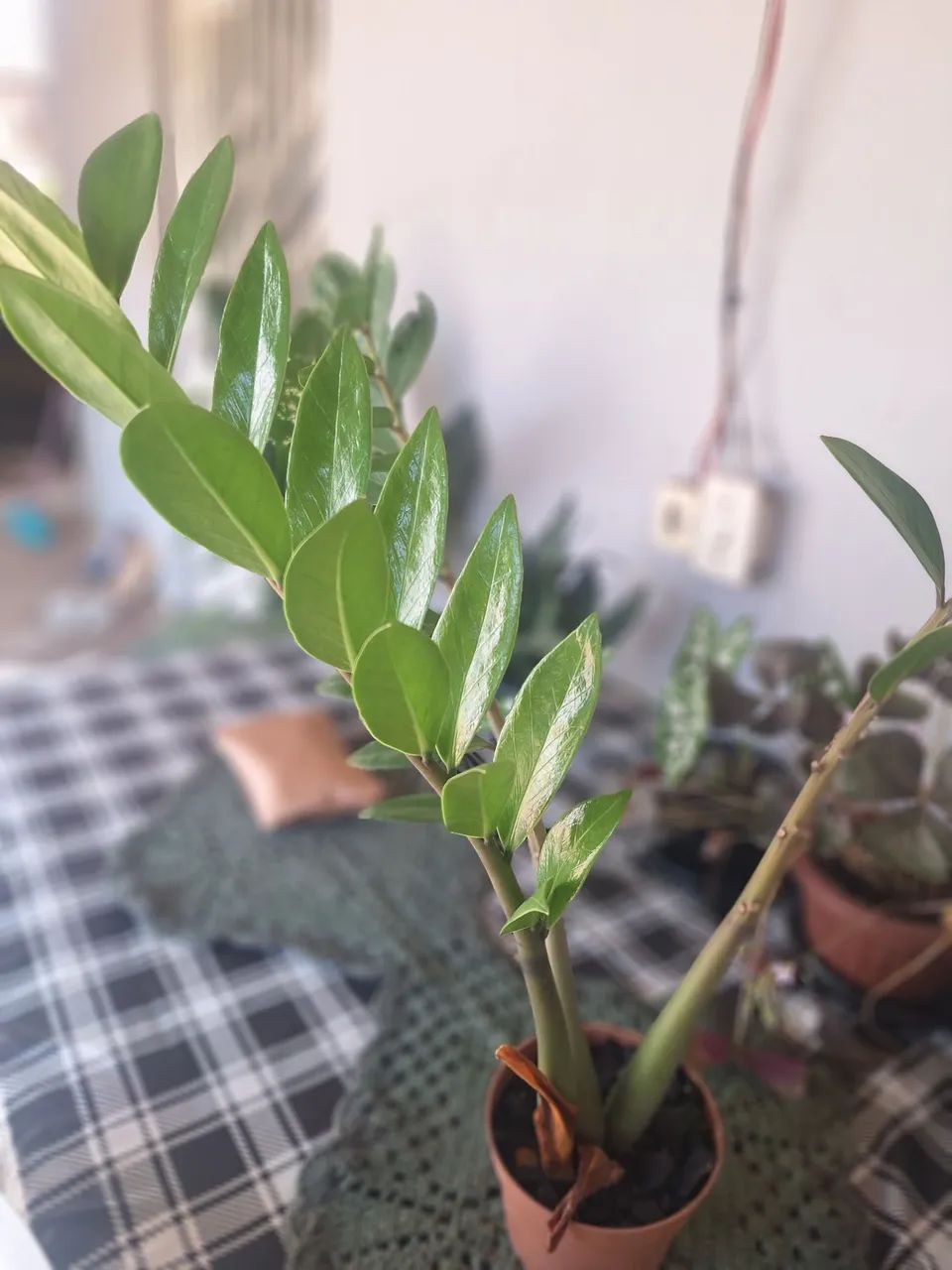Muda de zamioculcas  - Foto 3