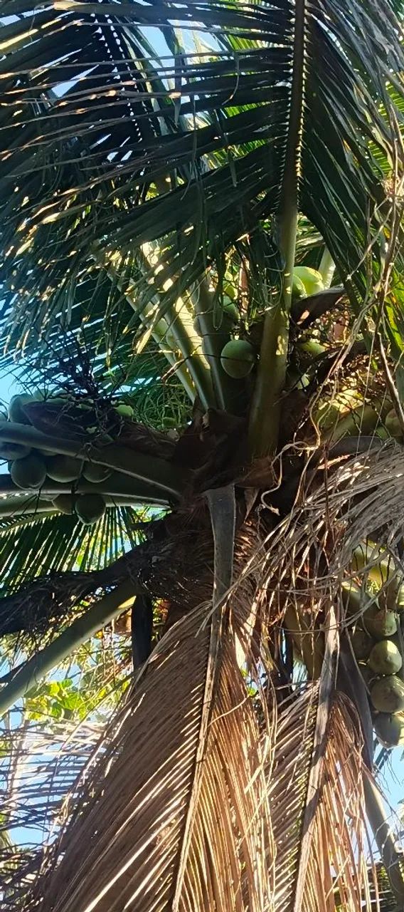 Coco - Foto 3