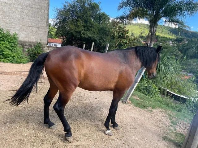 Cavalo Marchador - Foto 4