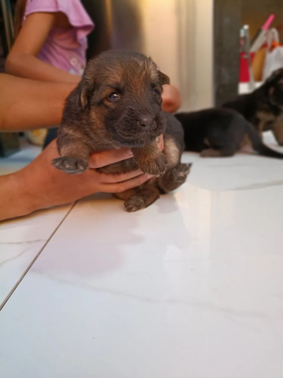 Pastores alemão  - Foto 3