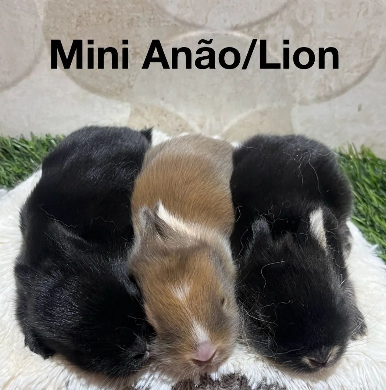 Mini anão e mini Lion  - Foto 2