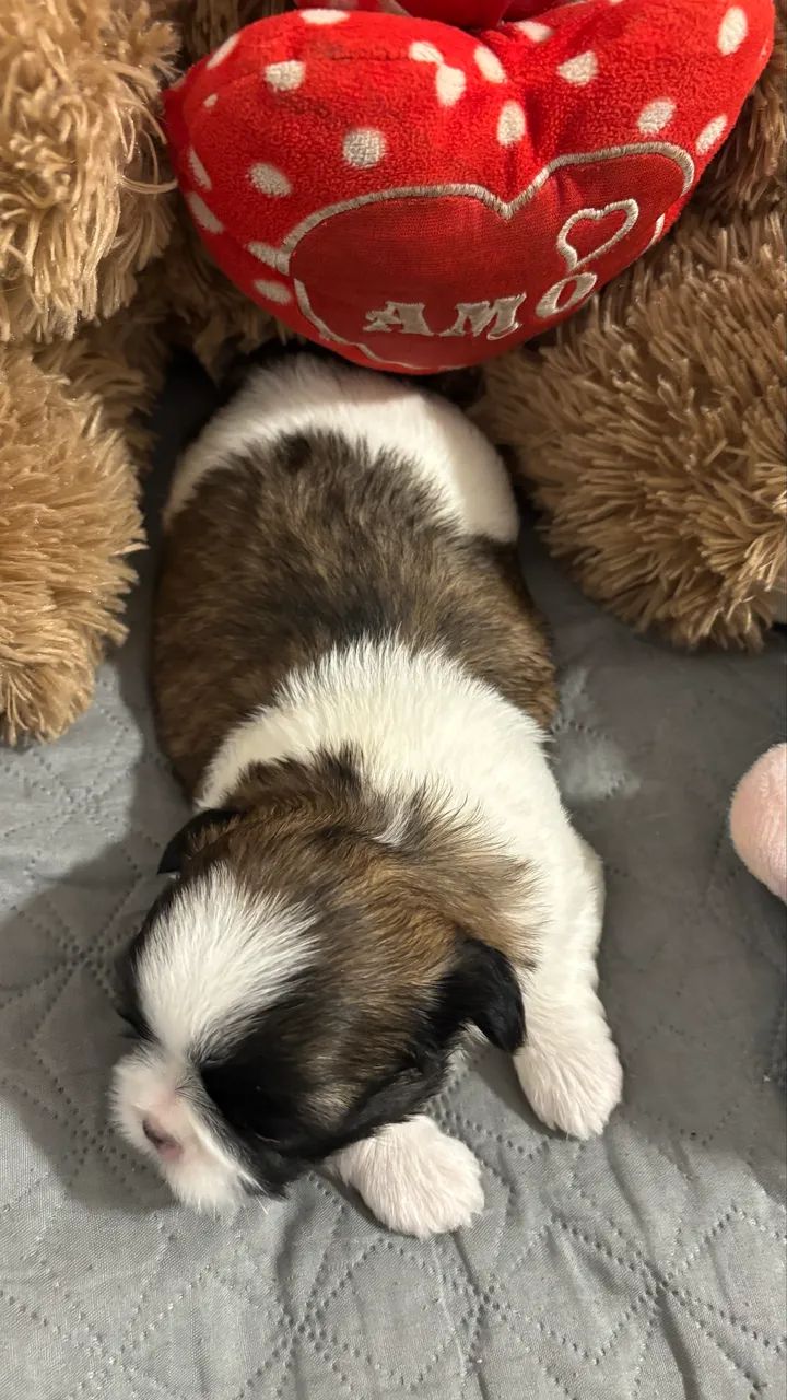 Shihtzu fêmea  - Foto 4