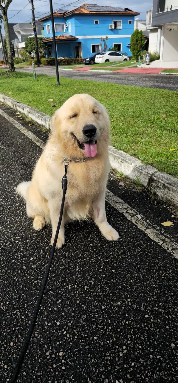 Adestrador de cães  - Foto 2