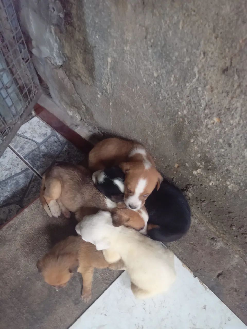 Filhotes de cachorro