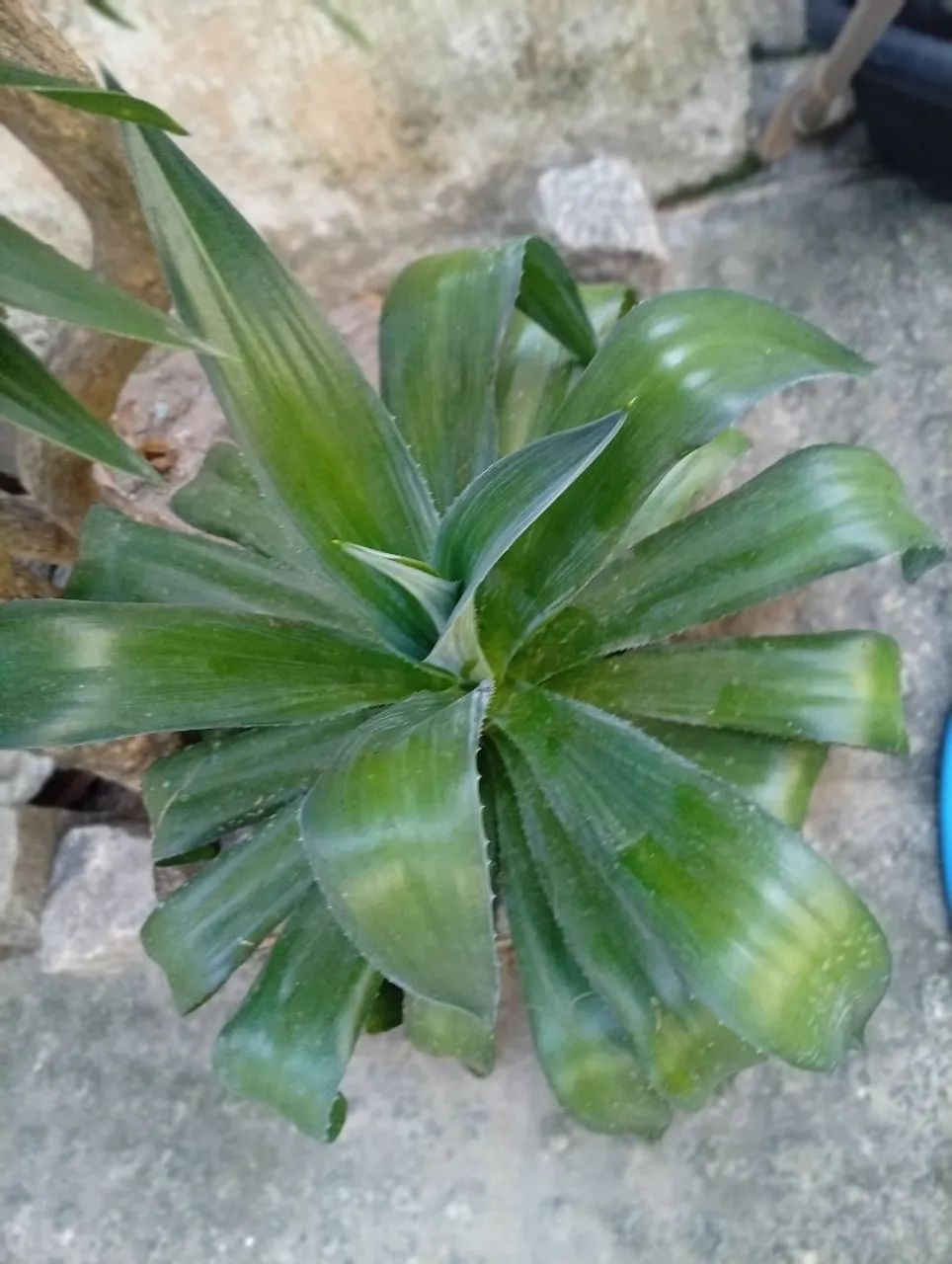 Planta AGAVE IMPERIAL - Foto 3