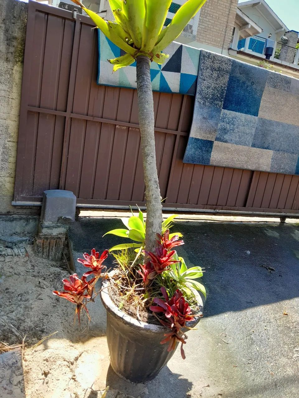 Vendo vaso com bromelias raras 