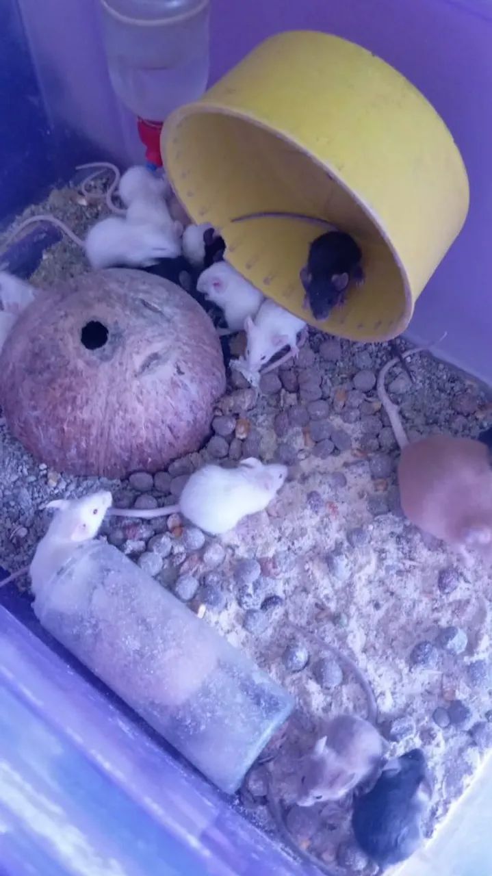 Camundongos  - Foto 3