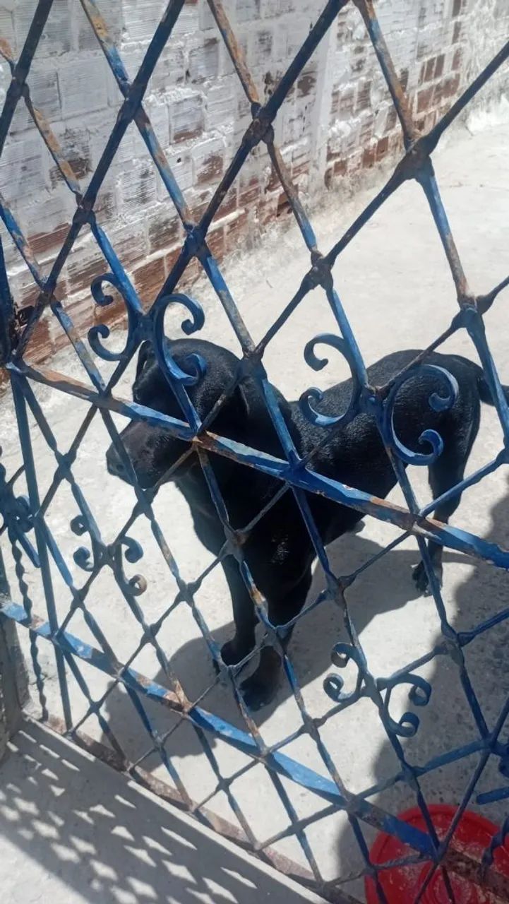Animal