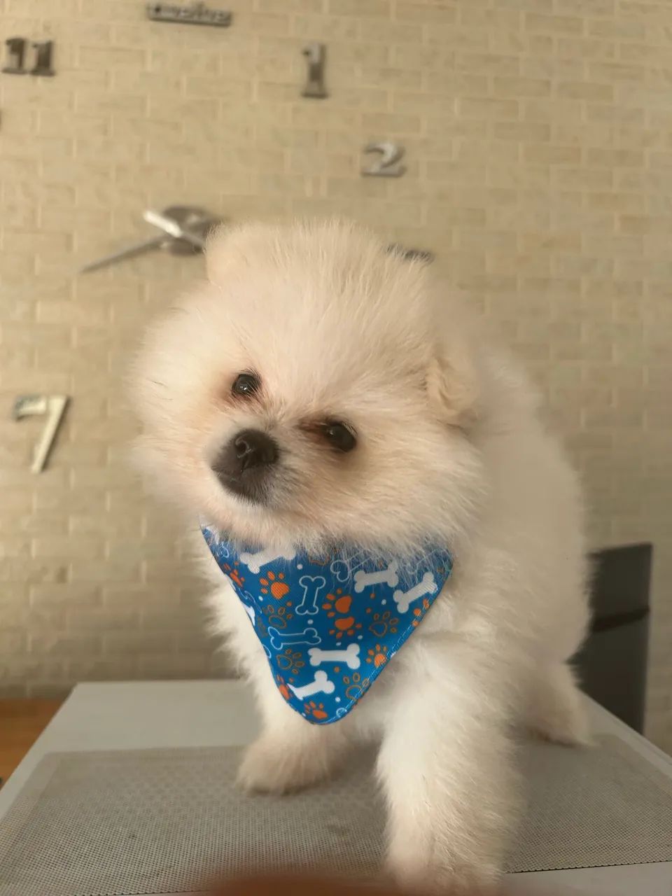 Lulu da pomerania - Foto 2