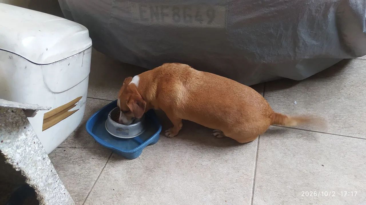 Cachorro para doar  - Foto 3