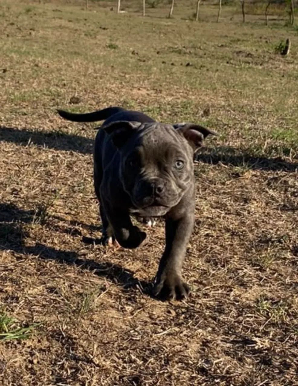 American Bully Pocket  - Foto 2