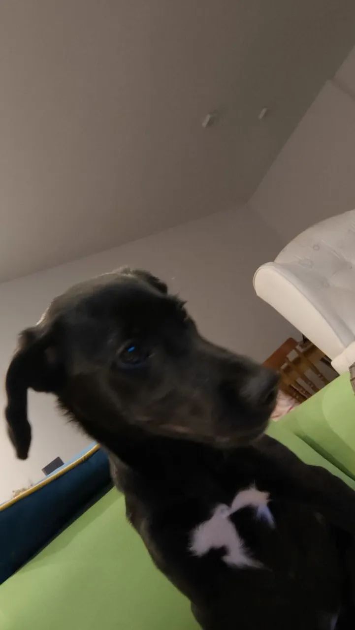 Estrela - Foto 3
