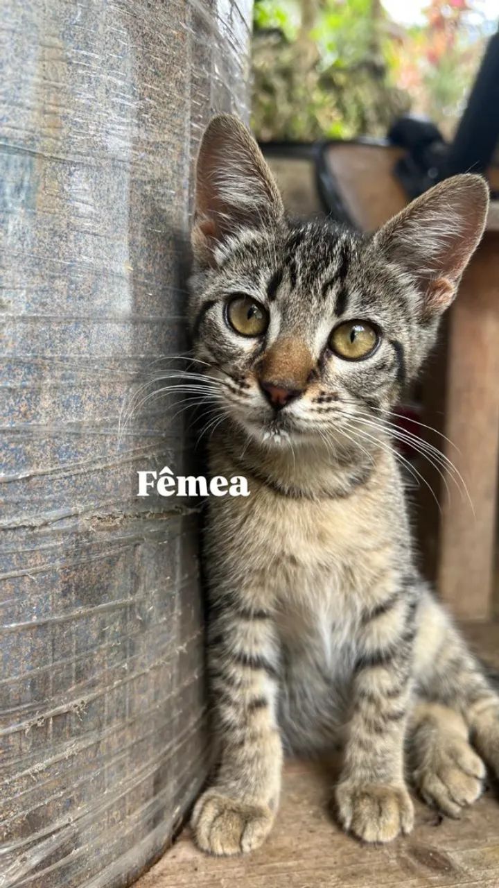 Doação de filhotes de gatos. - Foto 3