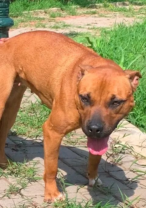 Filhotes de cães bandogs  - Foto 4
