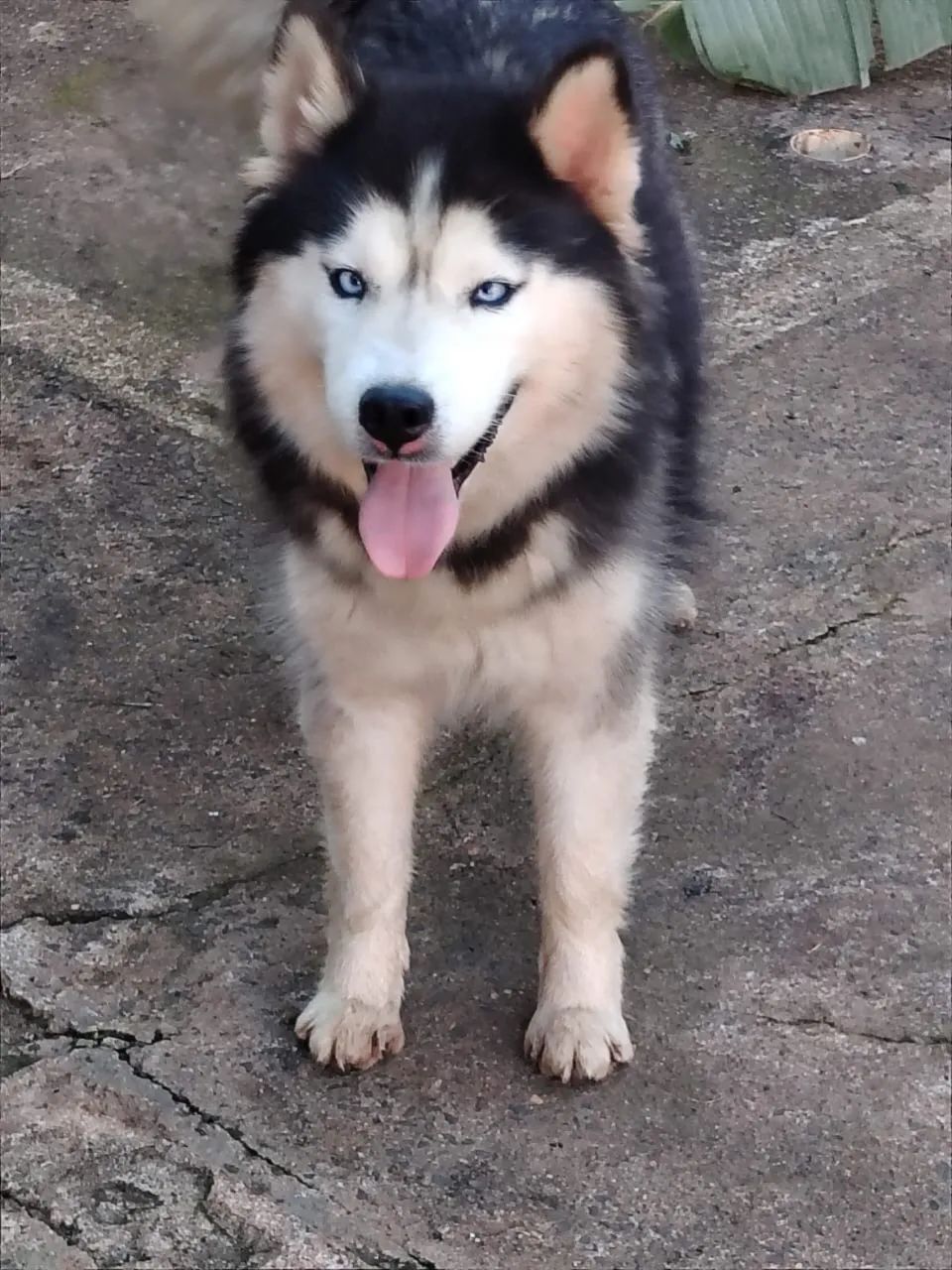 Husky doação  - Foto 3