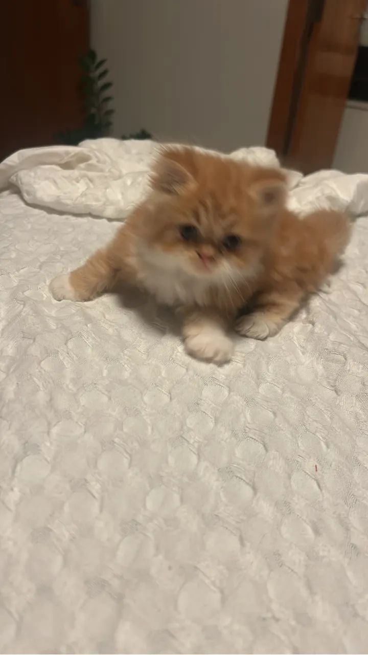Gato persa  - Foto 5