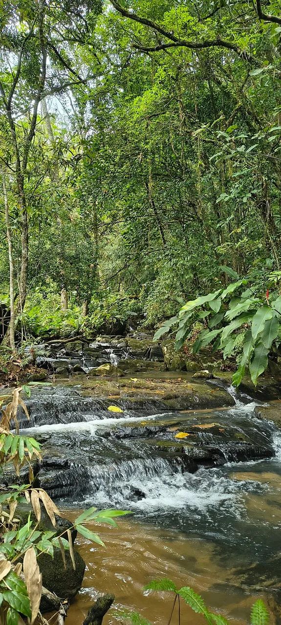 1 ha com córrego+chão de casa, Imaruí,sc