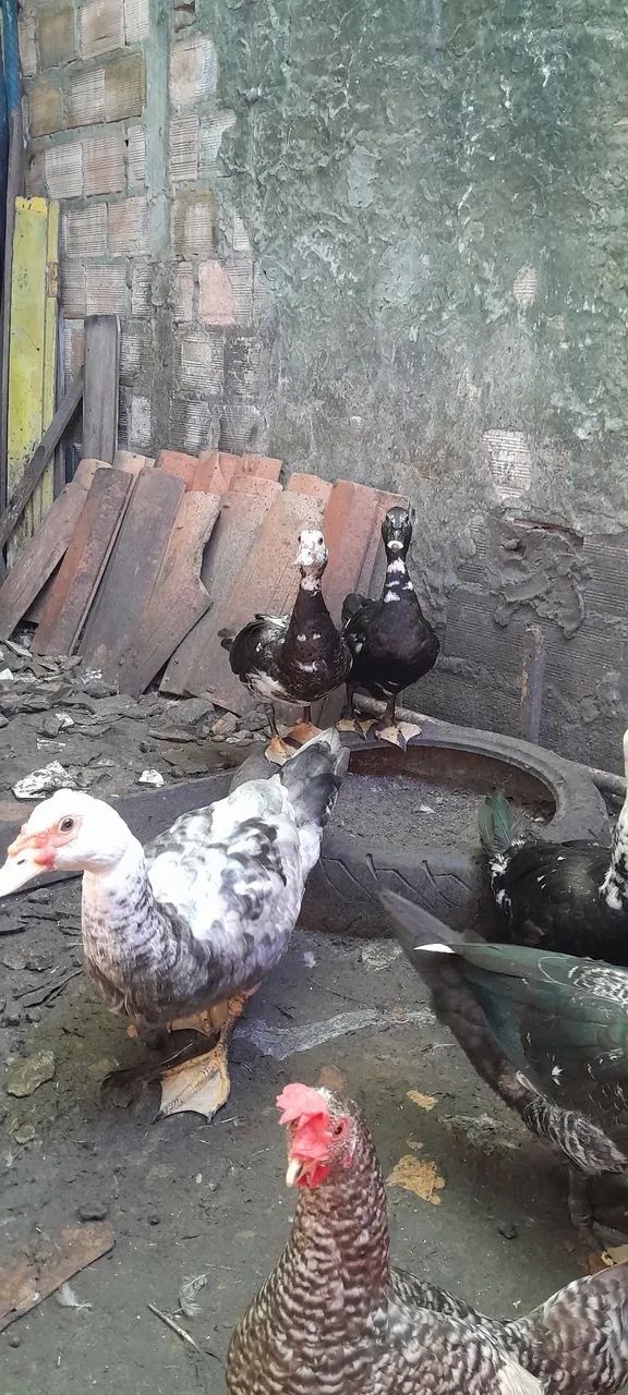 Animal  - Foto 3