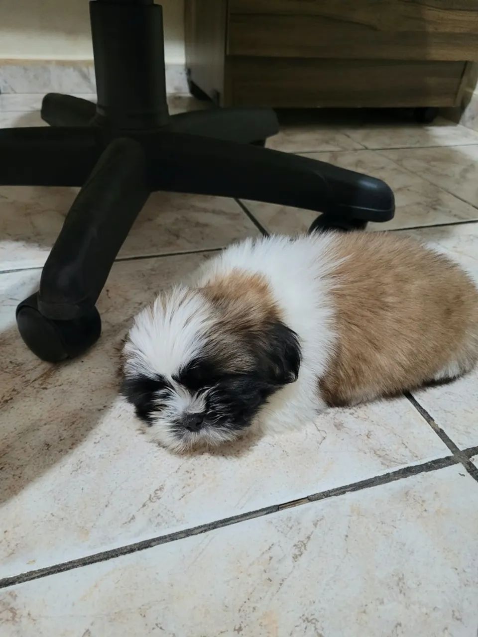 Shih Tzu procura namorada - Foto 3