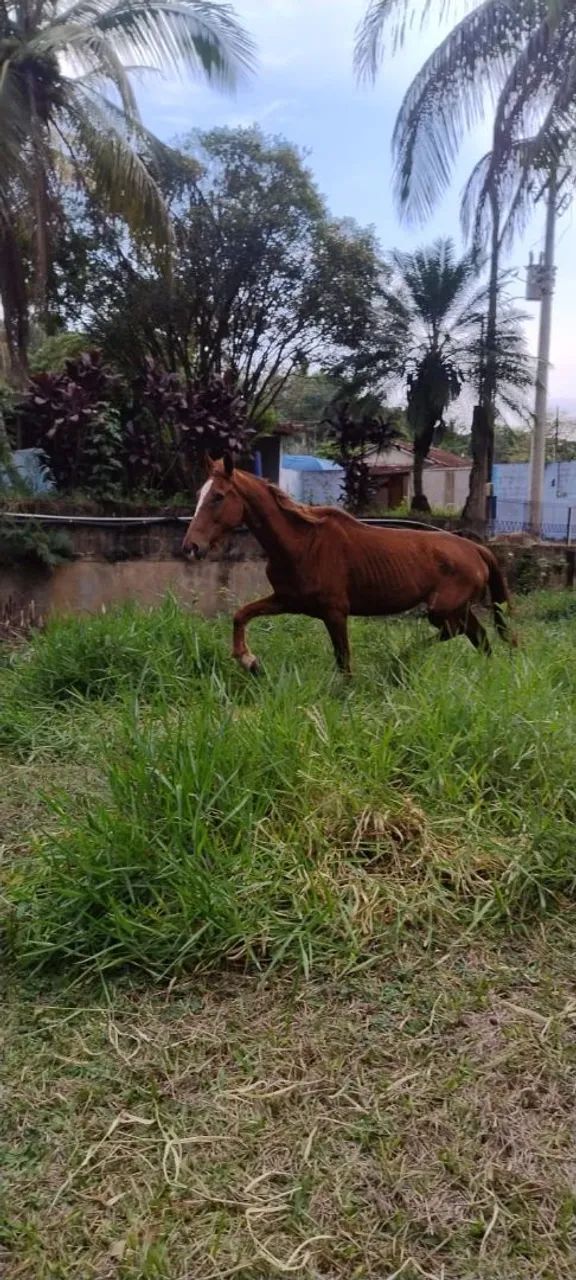 Cavalo  - Foto 2