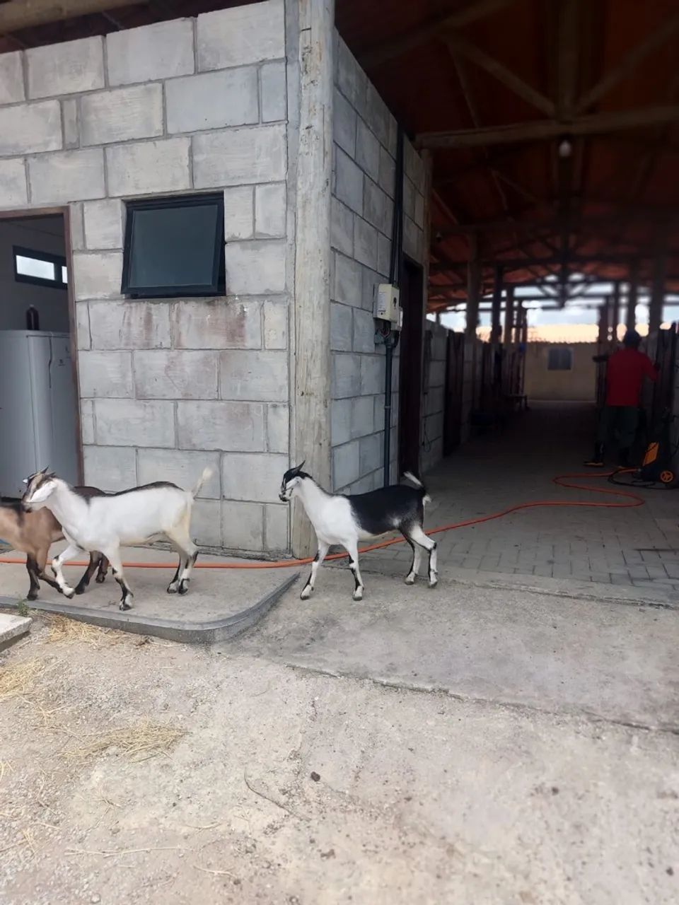 Vendo cabrito  - Foto 2
